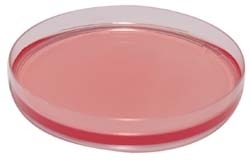 Chapman (Mannitol Salt Agar)